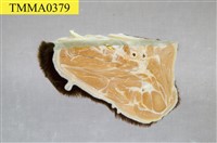黑熊頸部藏品圖，第8張